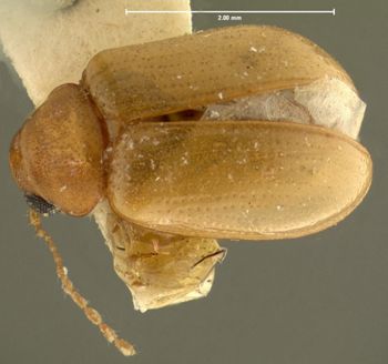 Media type: image;   Entomology 5061 Aspect: habitus dorsal view